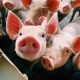Group of pigs looking at the camera