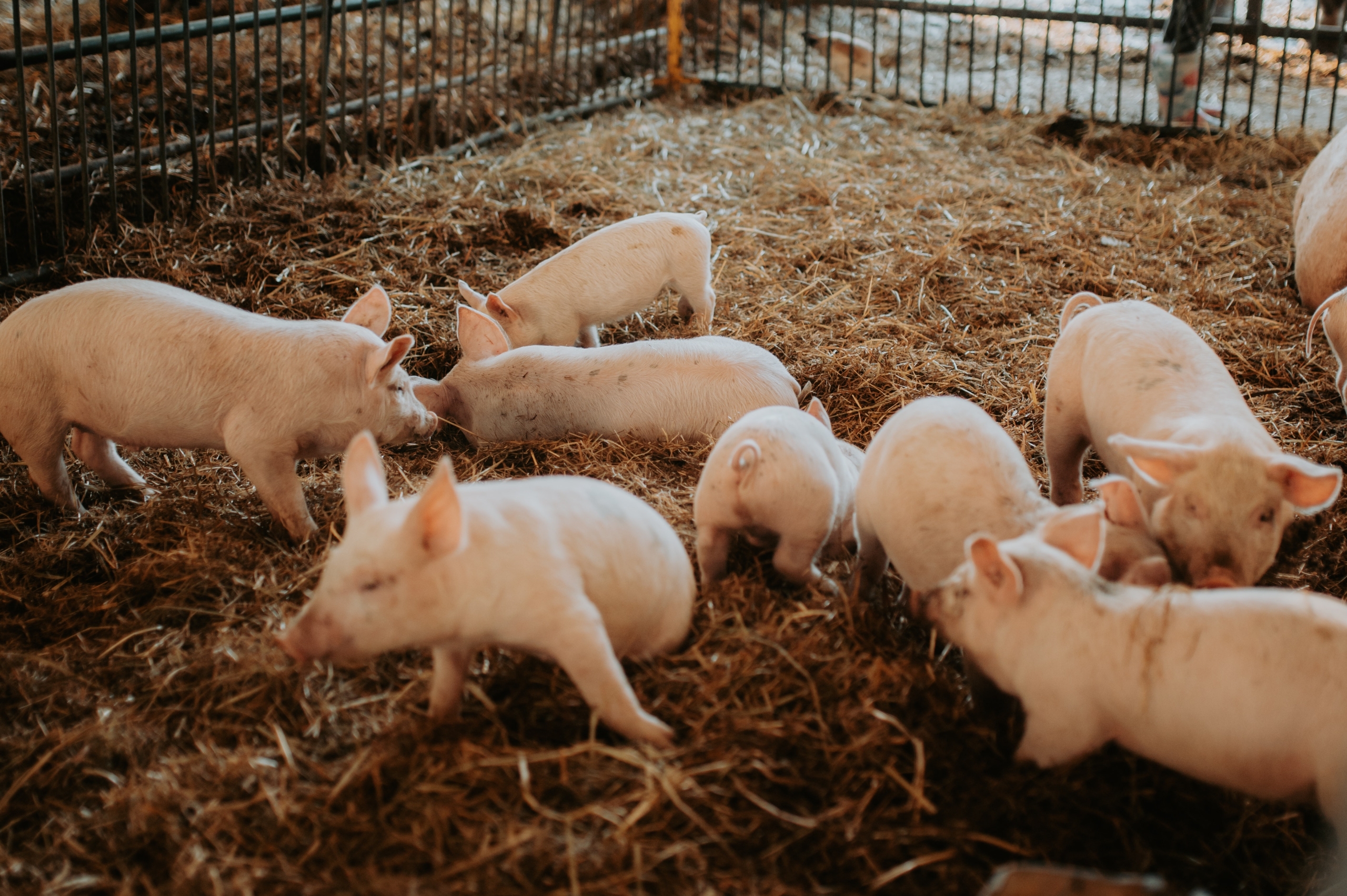 Group of pigs in a pen